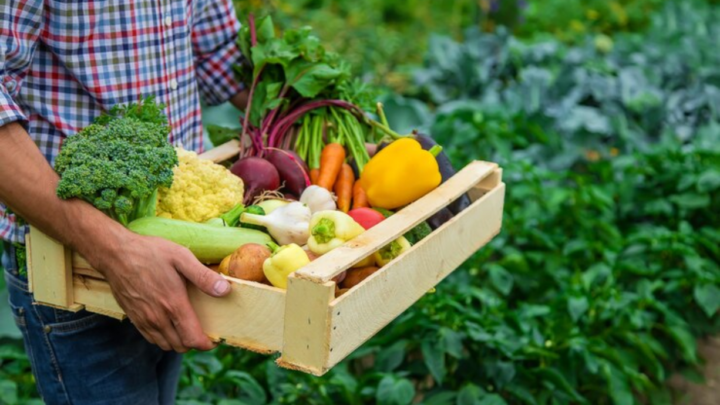 Projeto reduz temporariamente a incidência de tributos federais sobre alimentos orgânicos